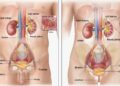 Urology
